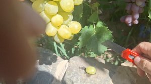 Виноград Рататуй