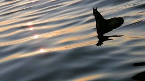 Фотографии лошадей шляйх 🐎