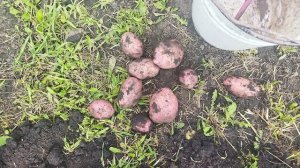 Шарвари Пирошка выкопала. Картофель поразил меня своим урожаем с куста.