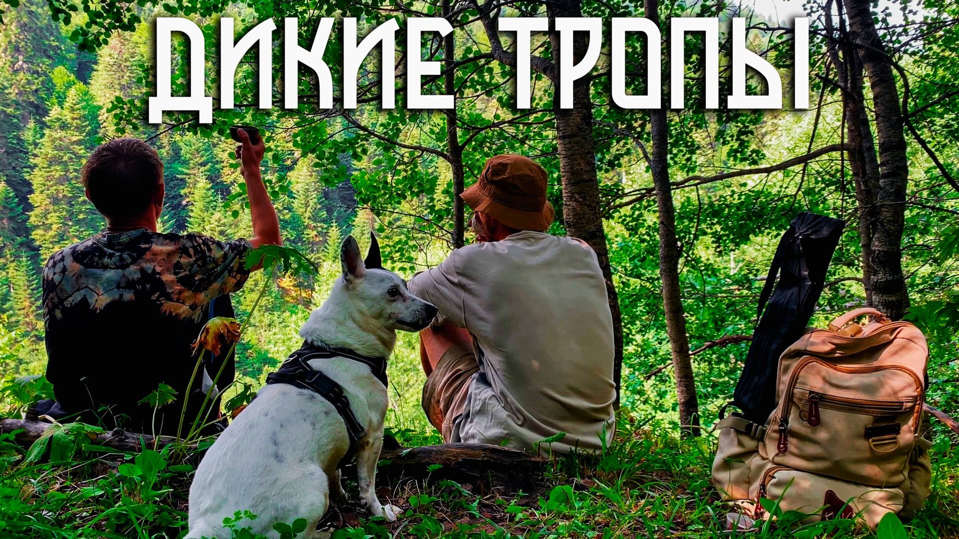 Горный лес Северного Кавказа / Дикие тропы уводят в глубину смотреть онлайн