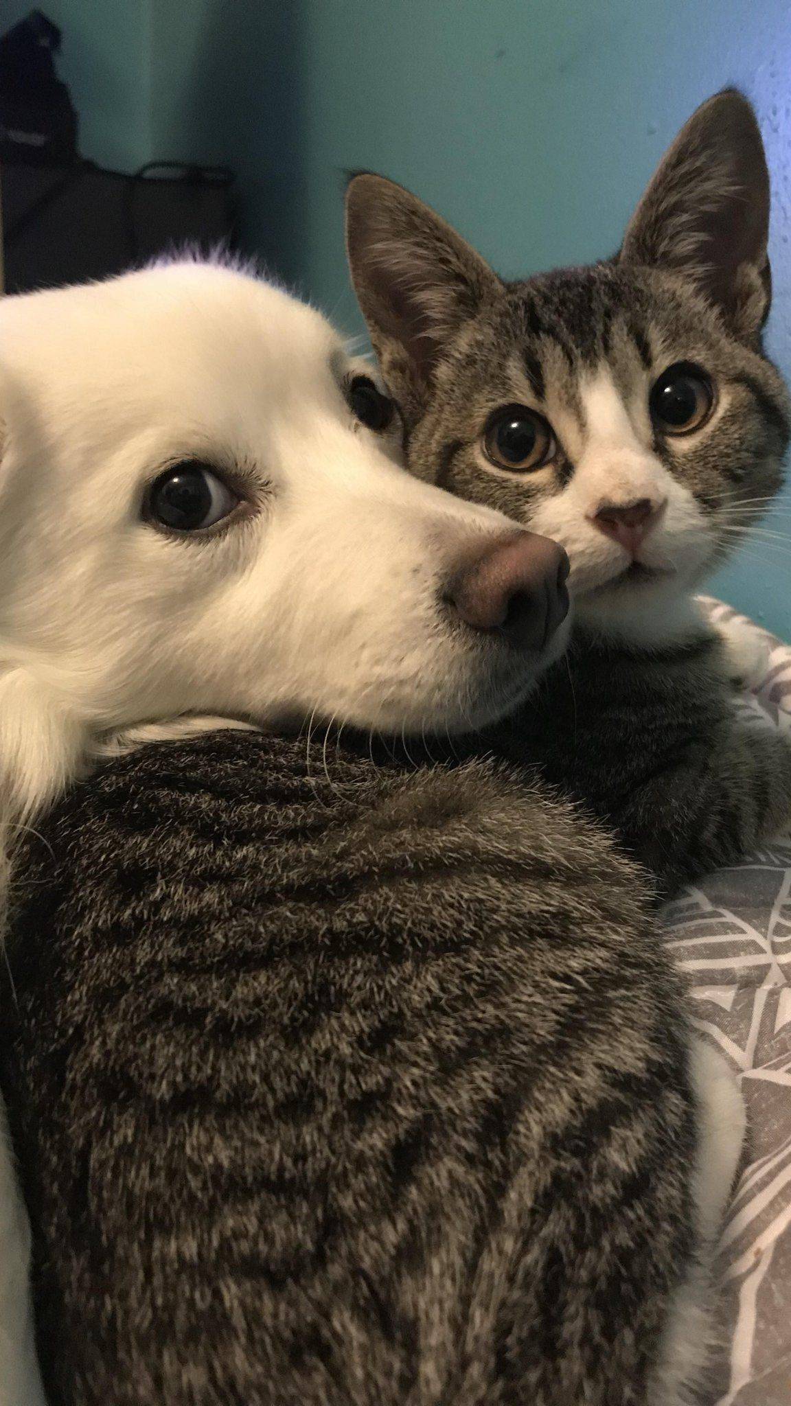 Собачки и Котики смотреть онлайн