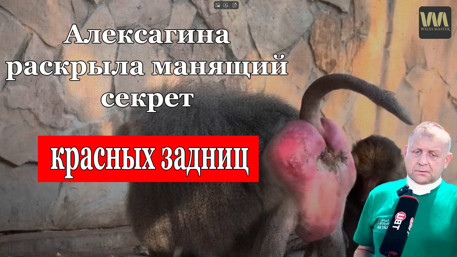 Алексагина раскрыла секрет привлекательности гамадрилов, 17 августа смотреть онлайн