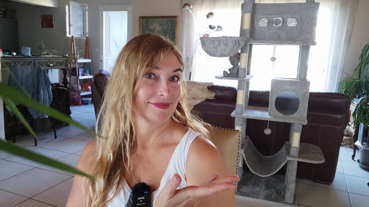 Балуем кота. Новости смотреть онлайн