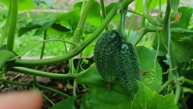 Влог. Урожай огурцов. Огород. Сад. 6-8 августа 2025 смотреть онлайн