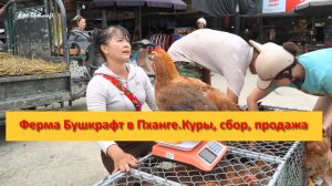 Ферма Бушкрафт в Пханге. Вьетнам. Куры, яйца, сбор, продажа