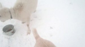 Козы гуляют перед праздником...