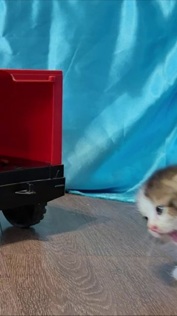 Красивые движения котёнка. #котёнок смотреть онлайн