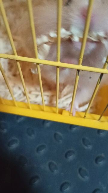 медведь пытается выбраться