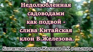 Недолюбленная садоводами как подвой - слива Китайская клон В.Железова.
