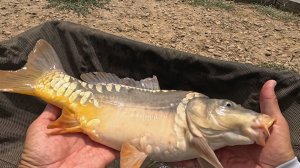 Рыбалка на сазана где его много, карпфишинг