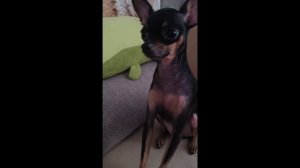 Домашние питомцы. Главные правила дрессировки мини той-терьера.