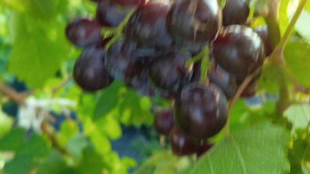 ВАСИЛЁК виноград селекции Калугина В.М. раннего срока созревания с мускатом во вкусе