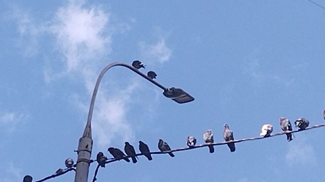 Нижняя, верхняя палата. Президент и премьер-министр!