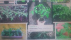 Рассада помидор