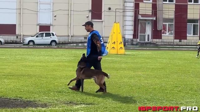 М. Высоцкий и Fast Flock Duff, IGP-3, С-74, Чемпионат НСО по IGP