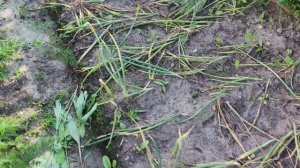 Сок приготовила,ягод насобирала ,лук убрали .