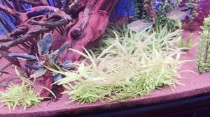 Семена с Китая, удивляют в аквариуме))