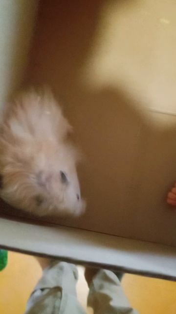 хомяк и буба в одной комнате