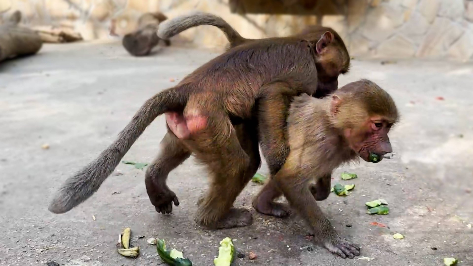 Со Степаном девчонкам несладко! Маня и Тося даже поесть не могут! Гоняет, кусает, еду забирает! смотреть онлайн