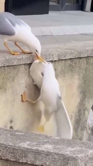 Чайка едва спаслась от чудовищного падения с метровой высоты. смотреть онлайн