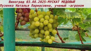 Виноград 3.08.2025- МУСКАТ МЕДОВЫЙ с неповторимым мускатом ягод, такого муската я еще не пробовала.