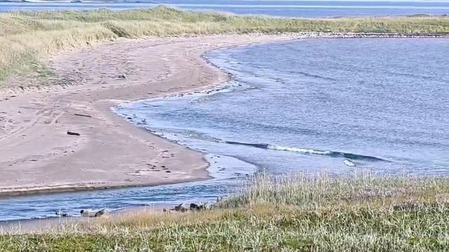 Зубовка. Прилив