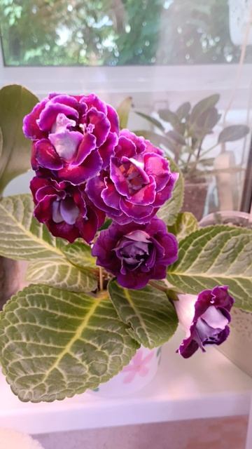 Глоксиния 💣 БОМБА ПРОСТО ☺🙏🙏🙏🌹🌺🌹🌺🌹
#глоксиния смотреть онлайн