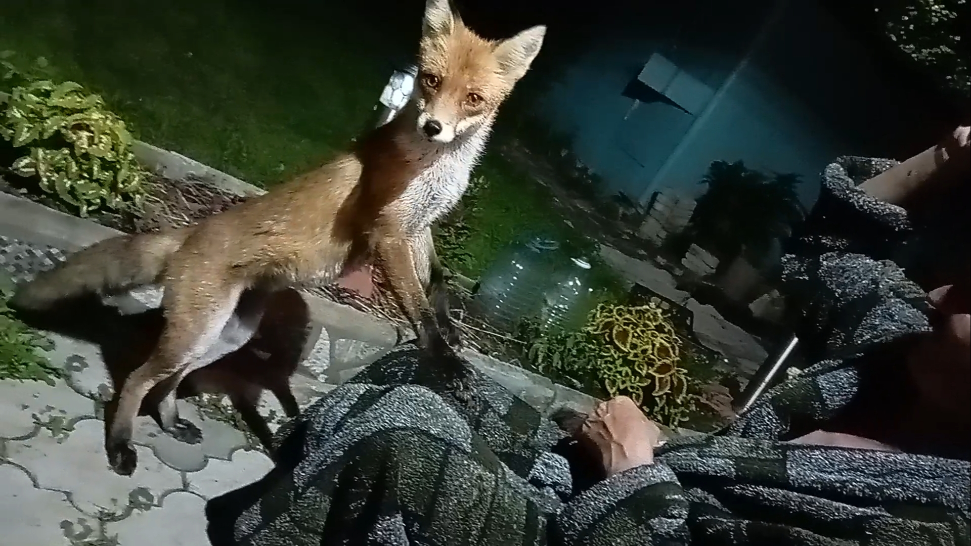 (1092) Лиса приходит в гости. Август 2025 смотреть онлайн