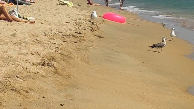 Август и море, мы отдыхаем на пляже в Благовещенской. И не только мы, отдыхающих много. смотреть онлайн