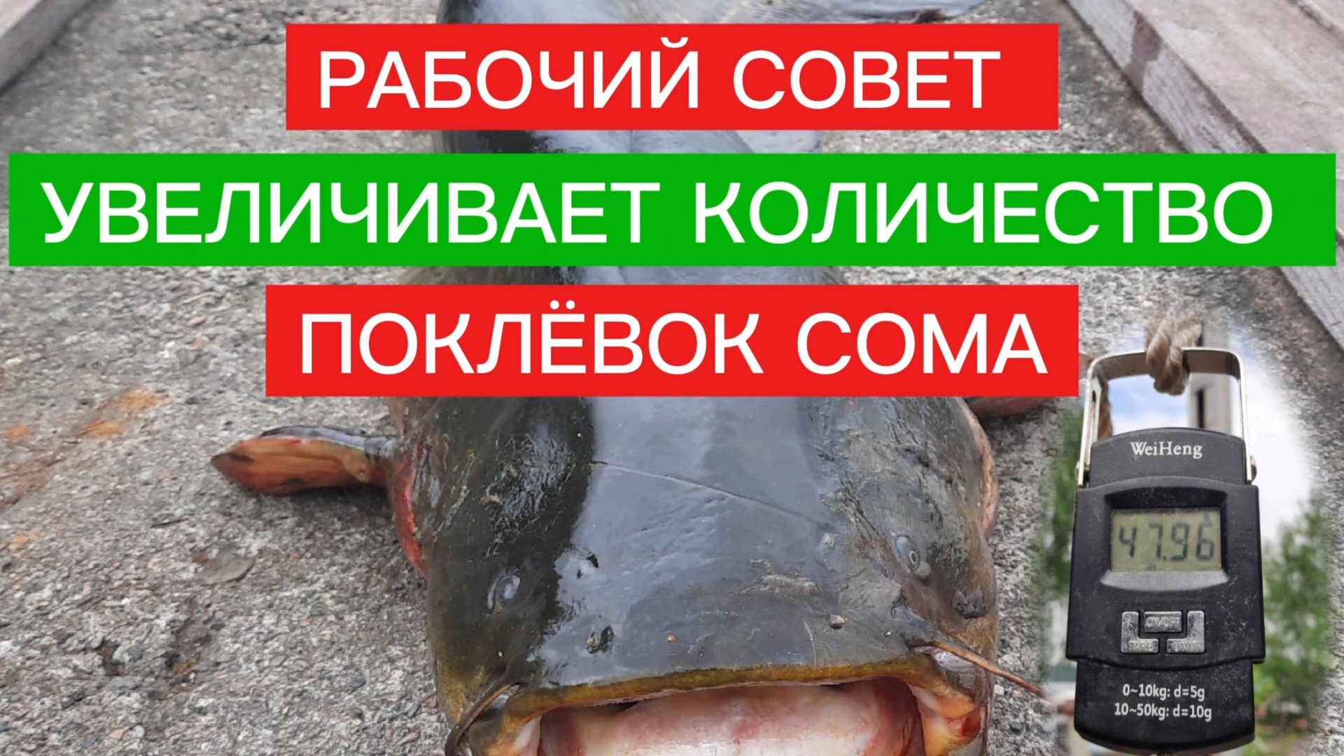 РАБОЧИЙ СОВЕТ при ловле СОМА С КВОКОМ. ПРОВОЦИРУЕМ СОМА НА ПОКЛЁВКУ.