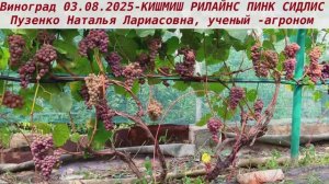 Виноград 3.08.2025- РПС, всенародный любимец, вкус клубники, земляники, неукрывной да еще и кишмиш!