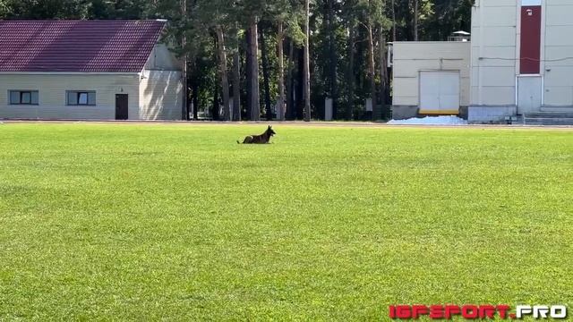 А. Башкирцев и Uno, IGP-3 B-94 | Чемпионат Новосибирской области по IGP-3