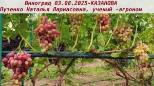 Виноград 3.08.25- КАЗАНОВА, розовый красавец с мускатным вкусом который может стать вашим любимцем!