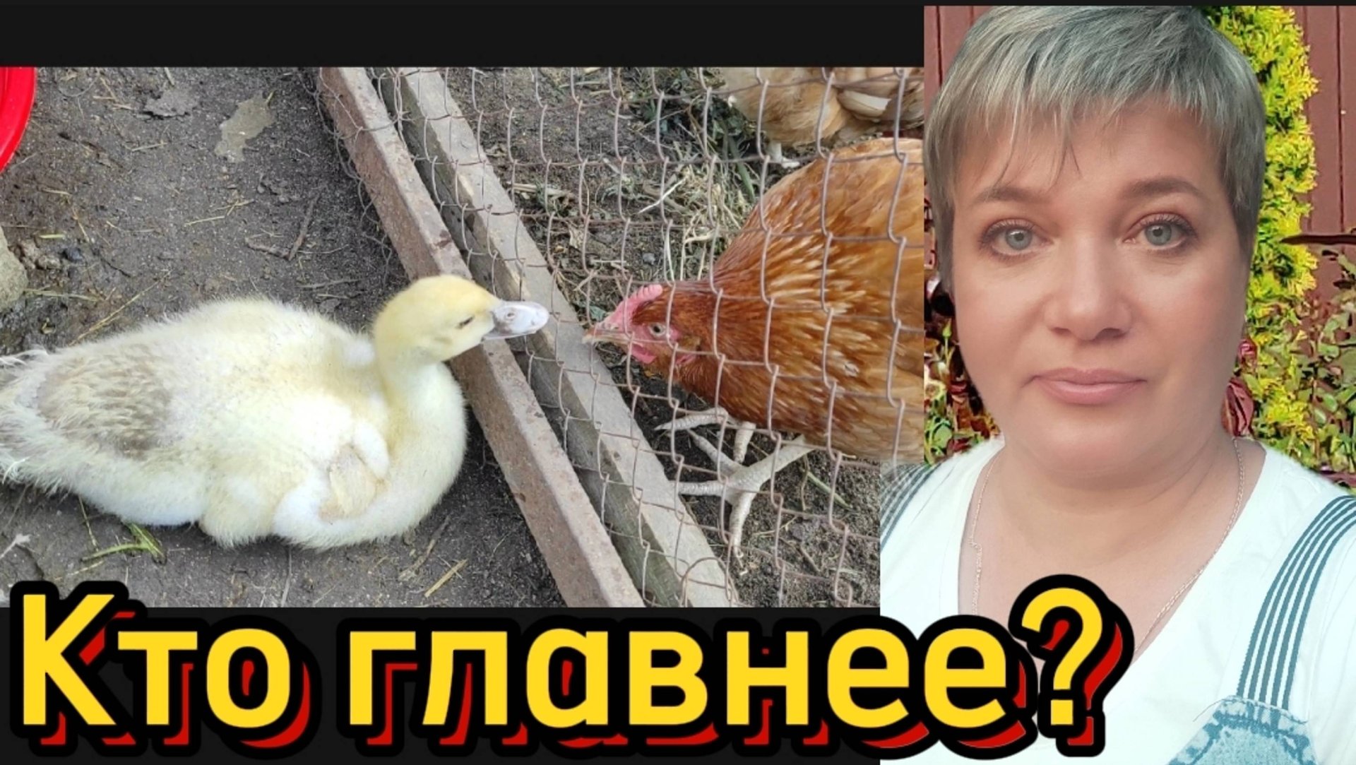 Куры начинают нестись. Утята уже больше килограмма. смотреть онлайн