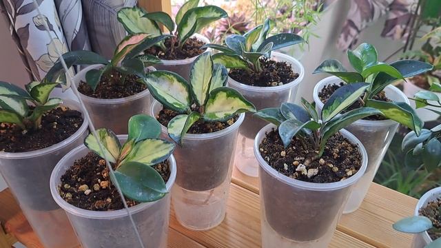 Избавляемся от мучнистого червеца раз и навсегда!!! смотреть онлайн