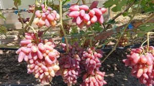 Виноград Джокер (Щереденков В. А.) 16.08.25г.виноградник Король В.Н. г.Краснодар