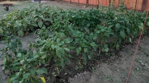 Попытка номер два. Надеемся что-то вырастит. Жизнь на пенсии.