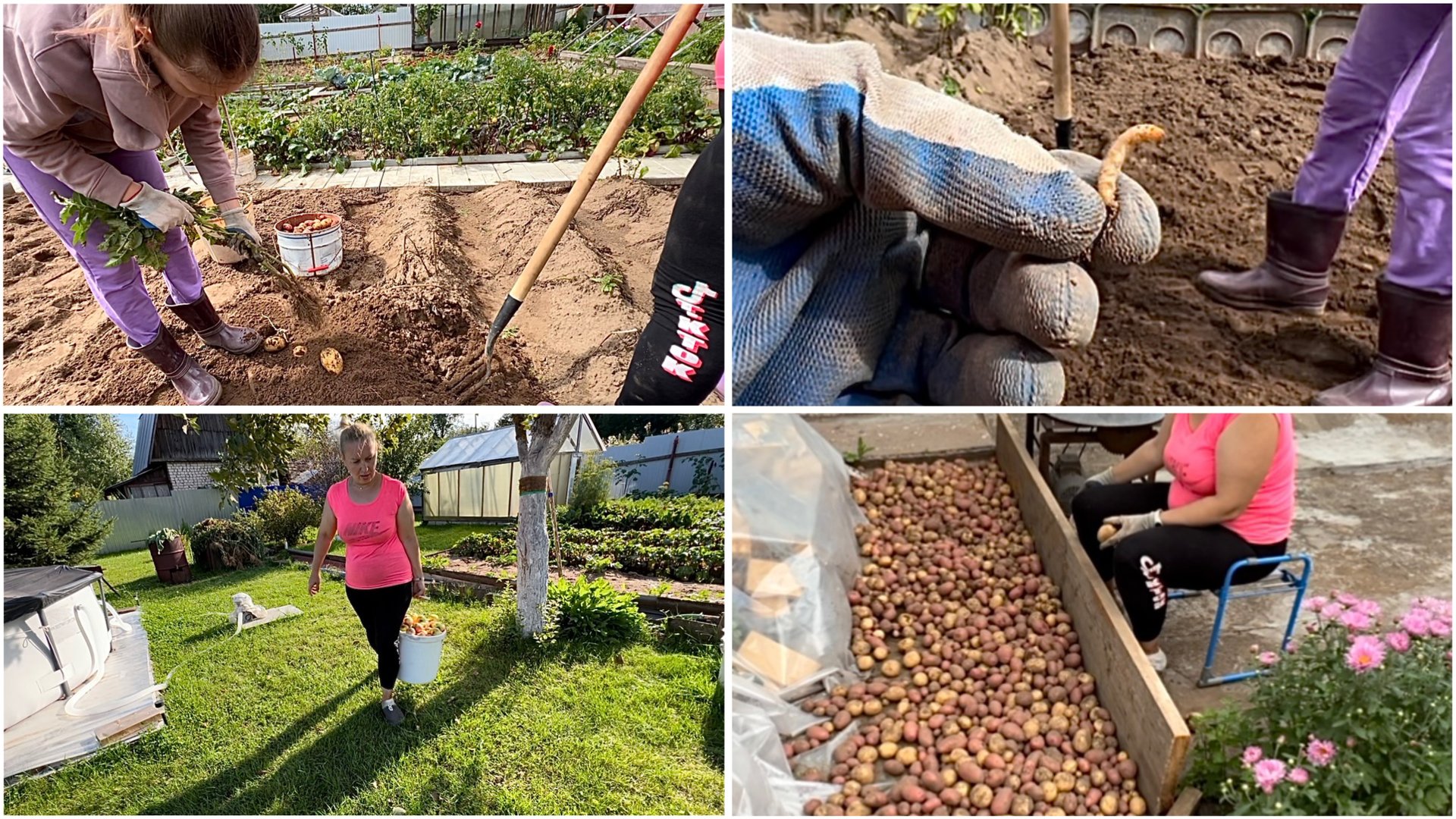 16 августа. Капаем картошку. Проволочник. Уборка томатов открытого грунта смотреть онлайн