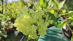 Большой обзор метельчатой гортензии Мечта Лесково #гортензия #мечталесково #махроваягортензия #сад