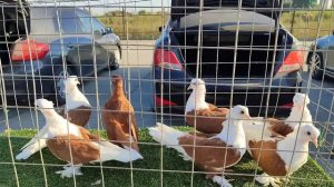 ярмарка голубей Славянск на Кубани. 17.08.2025