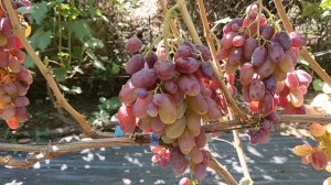 Виноград Веселка(Загорулько В. В.) и Ангелина (Худолей А.) 16.08.25г.виноградник Король В.Н.