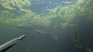 Первый амур этого сезона