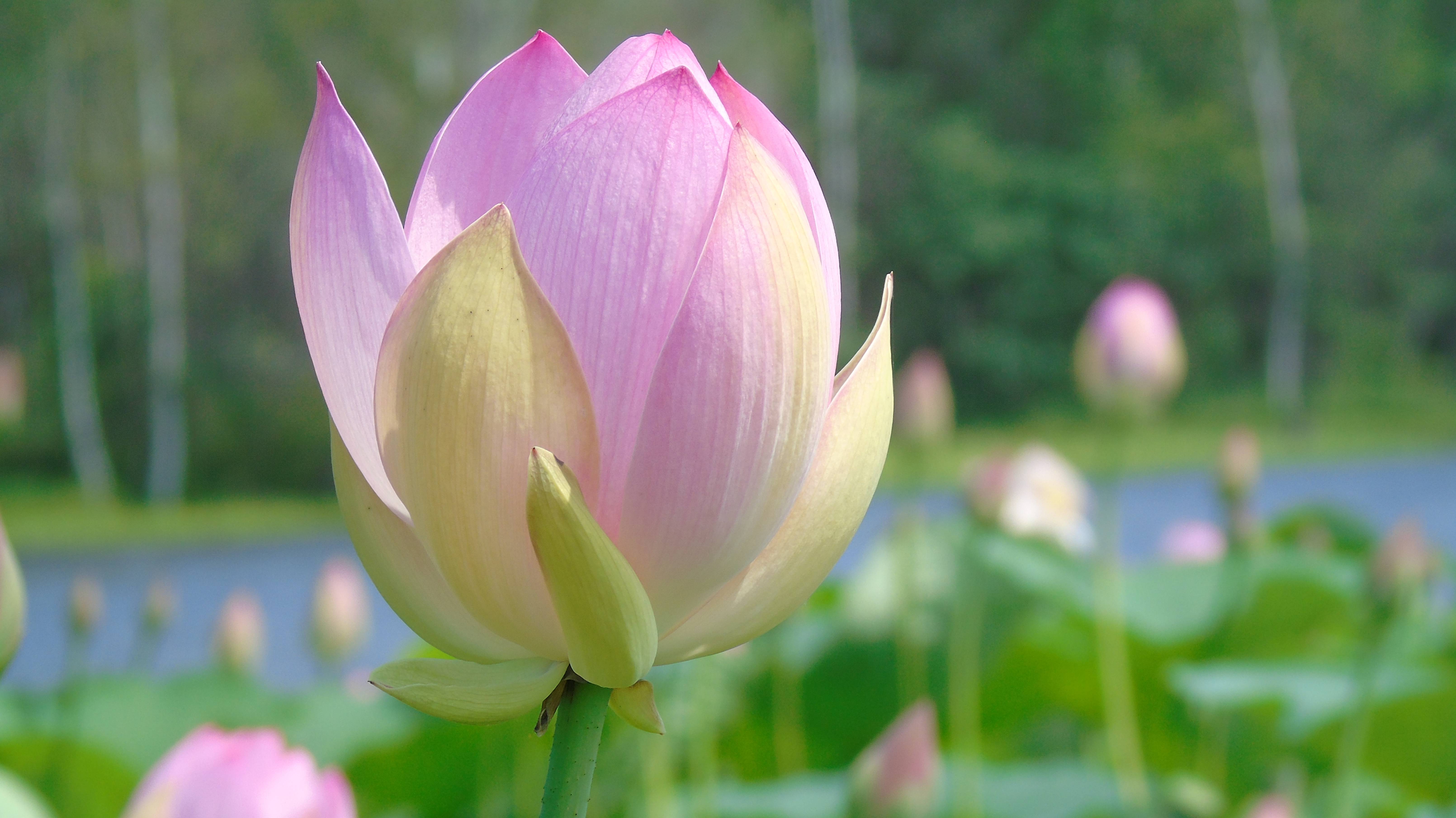 Чистые пруды - Игорь Тальков смотреть онлайн