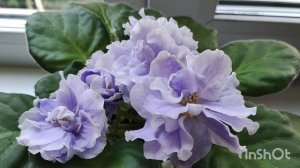 Несколько сортов из моей коллекции фиалок.