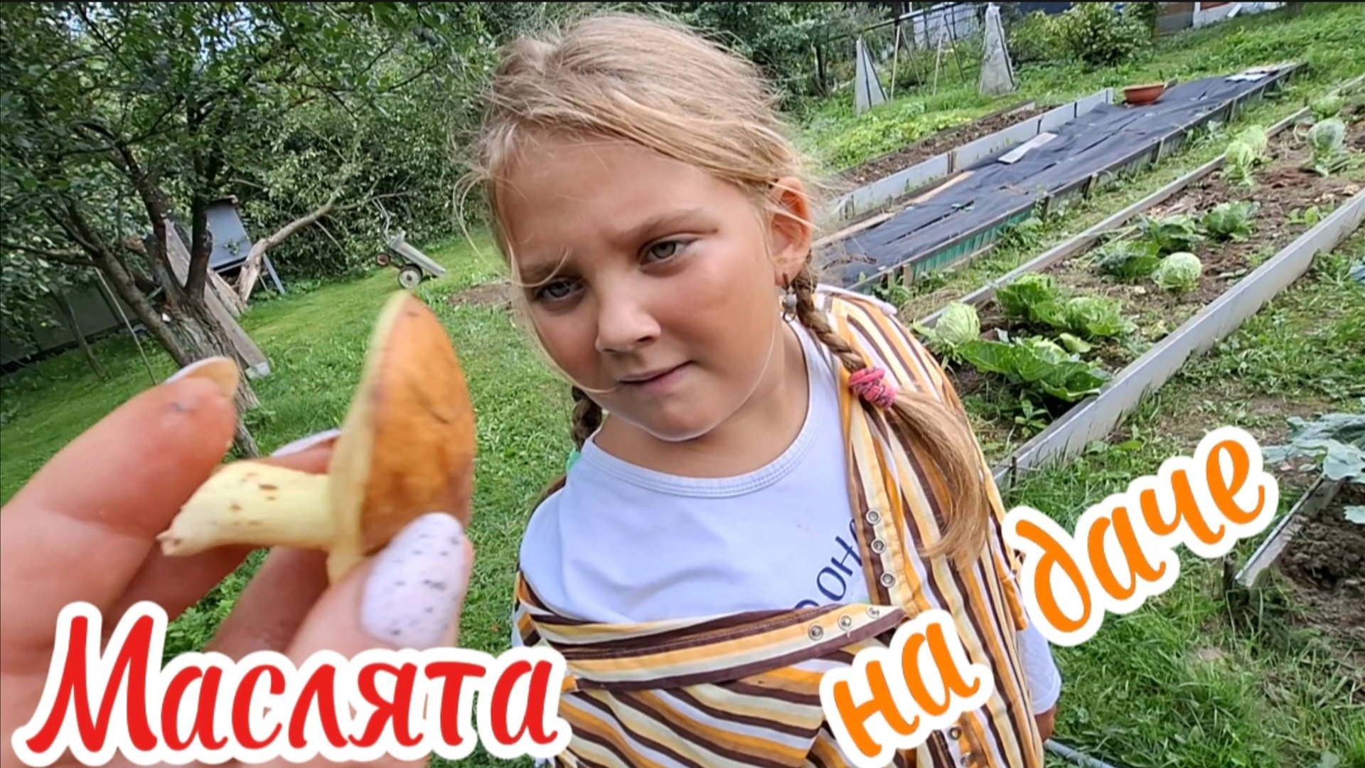 Маслята под ёлкой! Тихая охота в Вологодской области. Август 2025. Полное лукошко!