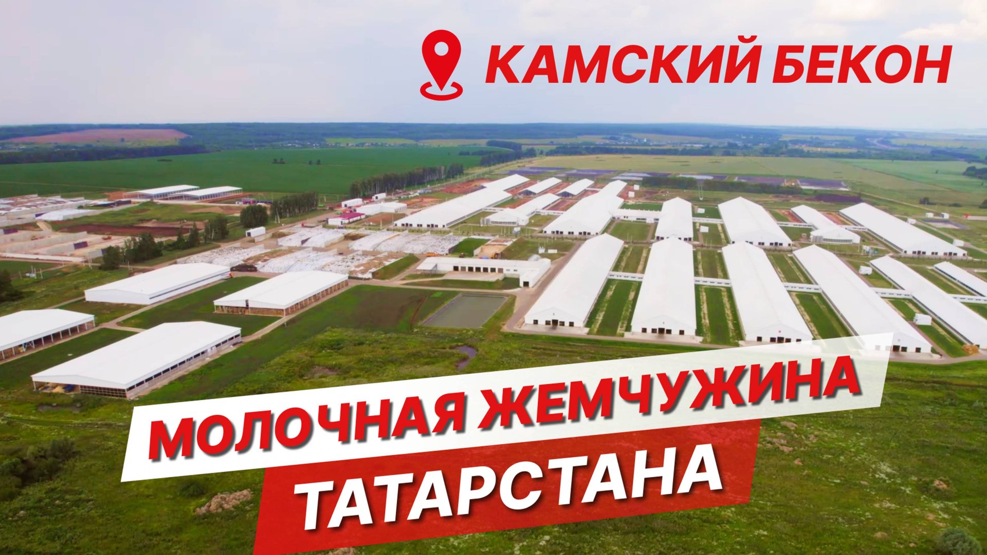 Как работает Камский бекон? | Мегаферма на 15 000 голов в Татарстане | Содержание коров смотреть онлайн