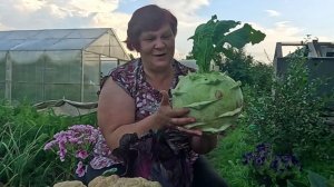 Фантастический Урожай самой Необычной  Капусты!!