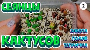 Кактусы из семян: как ухаживать за сеянцами астрофитумов в домашних условиях, полив, тепличка, свет