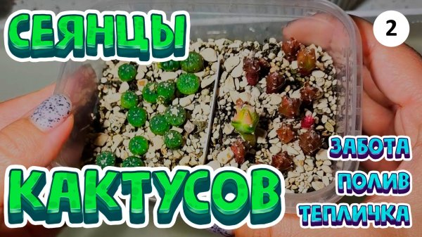 Кактусы из семян: как ухаживать за сеянцами астрофитумов в домашних условиях, полив, тепличка, свет