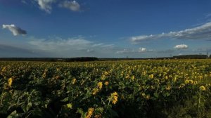 Подсолнухи в Московской области